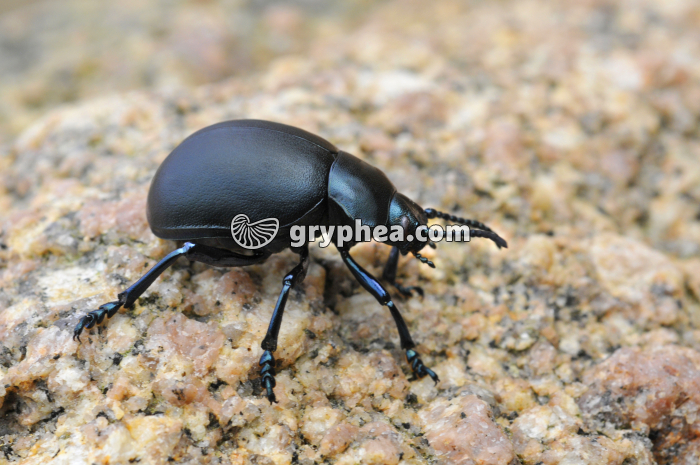 Timarcha tenebricosa (Chrysomelidé) - gryphea.com